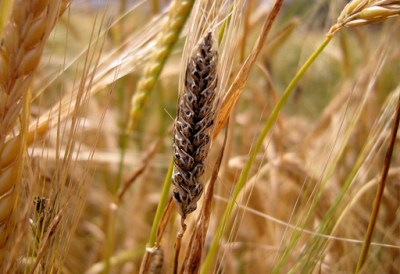 Альтернаріоз пшениці
