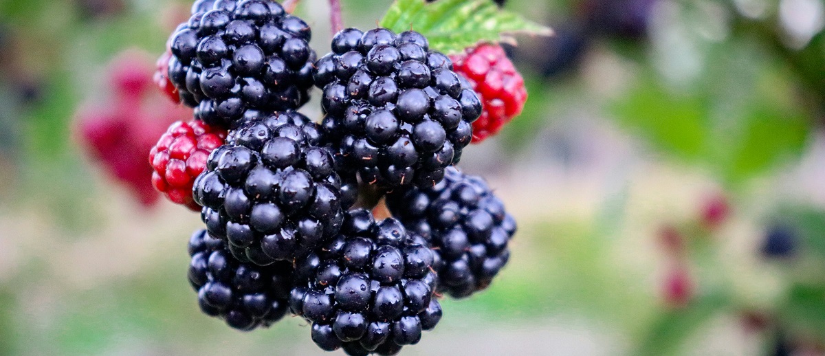 Чорна малина (Rubus occidentalis)